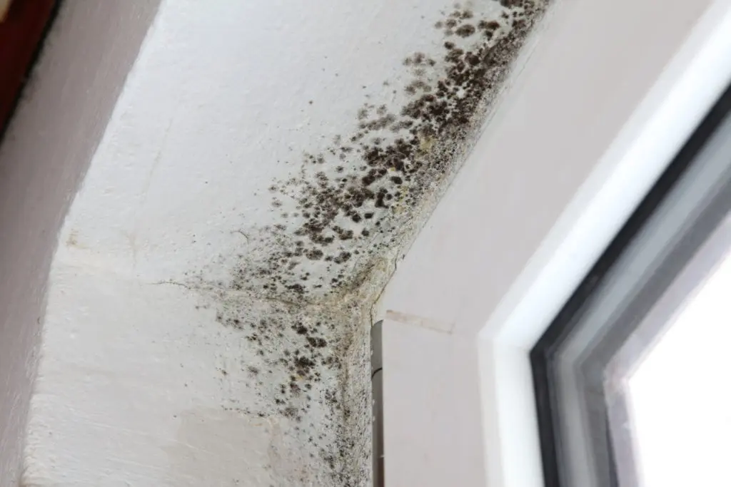 Old-window-Black-Mold